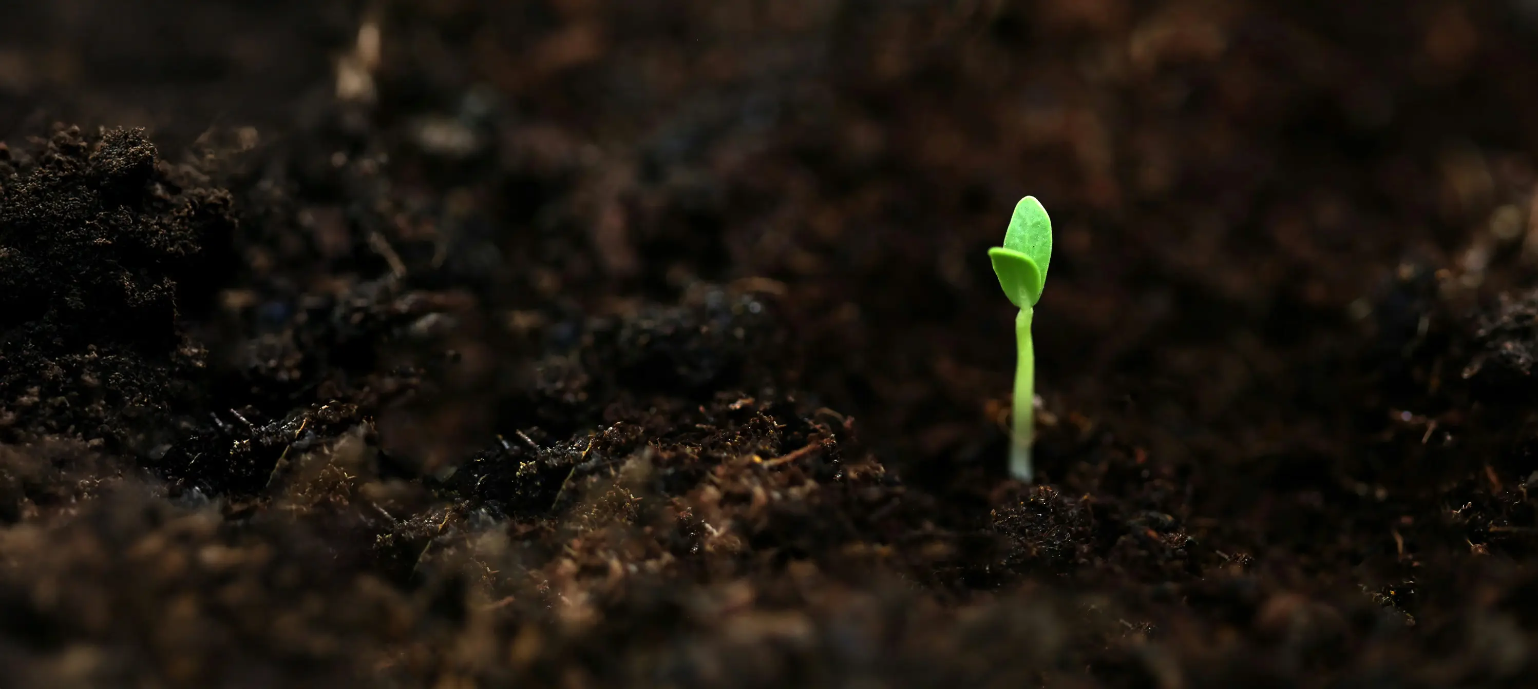 La terre - Une plantule émergeant de la terre